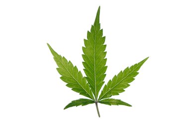 Beyaz arkaplandaki marihuana rengi yeşil yapraklar Gelato kurabiyeleri çeşitliliği