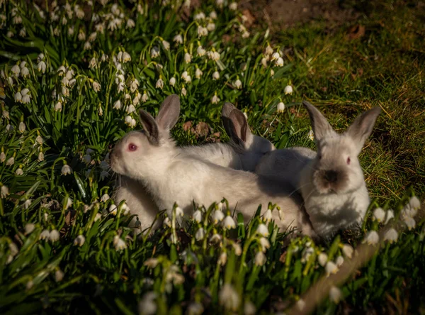 Молодые Кролики Зеленой Траве Цветком Снежинки Солнечным Светом — стоковое фото