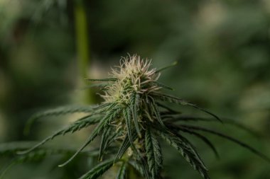 Koyu yeşil Gelato kurabiyeleri çeşitli marihuana çiçekleri.