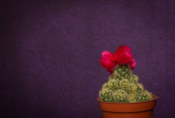 Green Cactus Red Bloom Violet Background — Stock Photo, Image