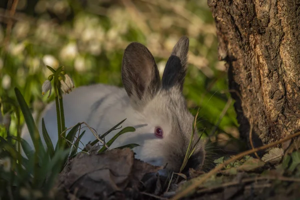 Genç Tavşanlar Yeşil Çimlerde Kar Tanesi Çiçekleri Gün Doğumu Işıklarıyla — Stok fotoğraf