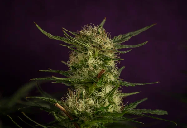 紫罗兰色背景下的大麻绿色花朵 — 图库照片