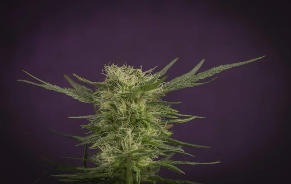 Marihuana Kleur Groen Bloei Violette Achtergrond Gelato Koekjes Variëteit — Stockfoto