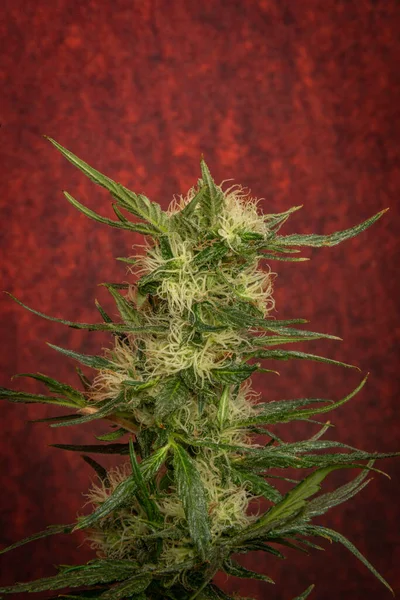 Kırmızı Arkaplanda Marihuana Rengi Yeşil Çiçek Açıyor Gelato Kurabiyeleri Çeşitliliği — Stok fotoğraf