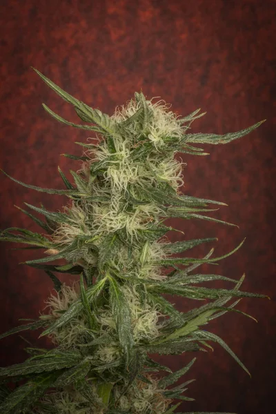 Marihuana Kolor Zielony Kwiat Czerwonym Tle Gelato Ciasteczka Odmiany — Zdjęcie stockowe