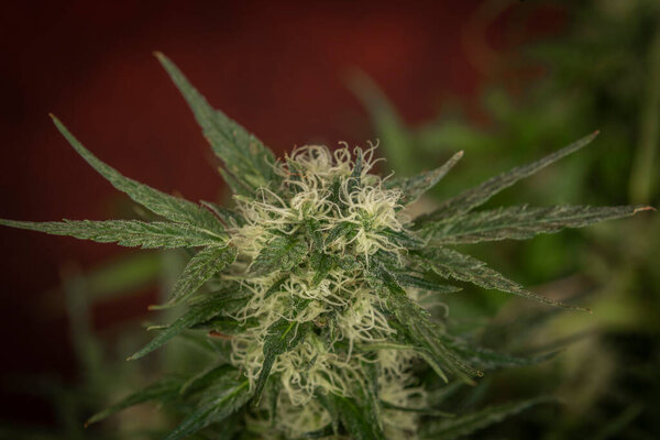 Цвет марихуаны зеленый цвет на красном фоне Gelato печенье разнообразие