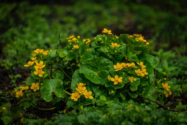 Żółte Kwiaty Zielonej Świeżej Trawie Wiosennej Pięknej Dolinie Bagien — Zdjęcie stockowe