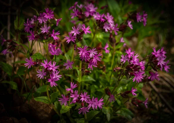 Fleurs Violettes Herbe Fraîche Verte Printemps Dans Une Belle Vallée — Photo