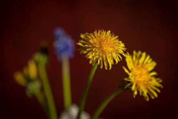 Mavi Spike Karahindiba Çiçekleri Kırmızı Renkli Arka Planda Çiçek Açarlar — Stok fotoğraf