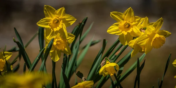Narcis Flor Amarela Folhas Verdes Primavera Dia Seco Ensolarado — Fotografia de Stock