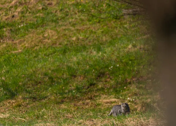 Spring Meadow Green Grass Grey Small Cat — ストック写真