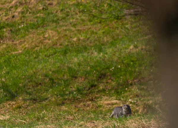 Primavera Prado Con Hierba Verde Gris Pequeño Gato — Foto de Stock