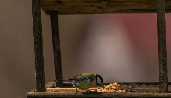 Chickadee Madár Friss Tavaszi Napsütéses Reggel Krkonose Hegyek — Stock Fotó