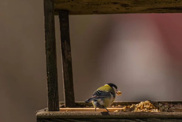 Chickadee Vogel Frischen Frühling Sonnigen Morgen Riesengebirge — Stockfoto