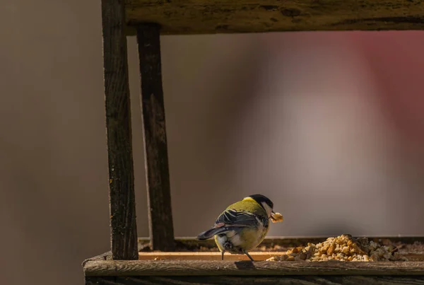 Chickadee Vogel Frisse Lente Zonnige Ochtend Krkonose Bergen — Stockfoto