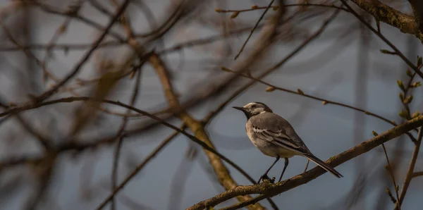 Pássaro Wagtail Ramo Árvore Cereja Manhã Ensolarada Primavera Com Céu — Fotografia de Stock