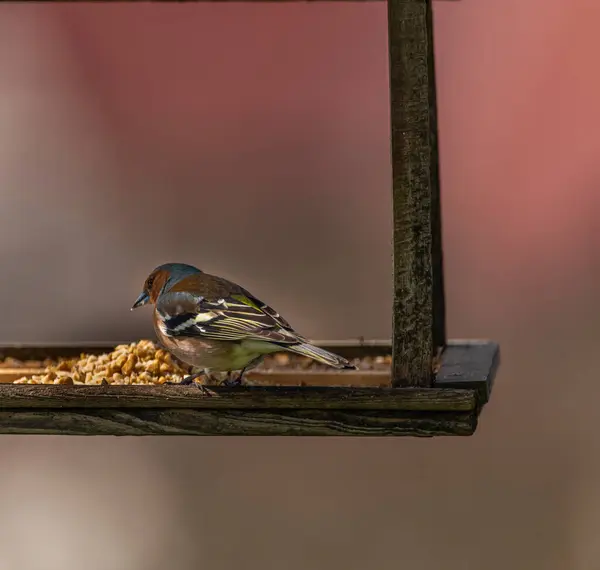 Uccello Cinghiale Primavera Fresca Mattina Sole Nelle Montagne Krkonose — Foto Stock