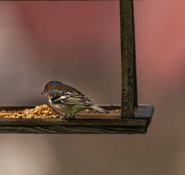 Chickadee Madár Friss Tavaszi Napsütéses Reggel Krkonose Hegyek — Stock Fotó