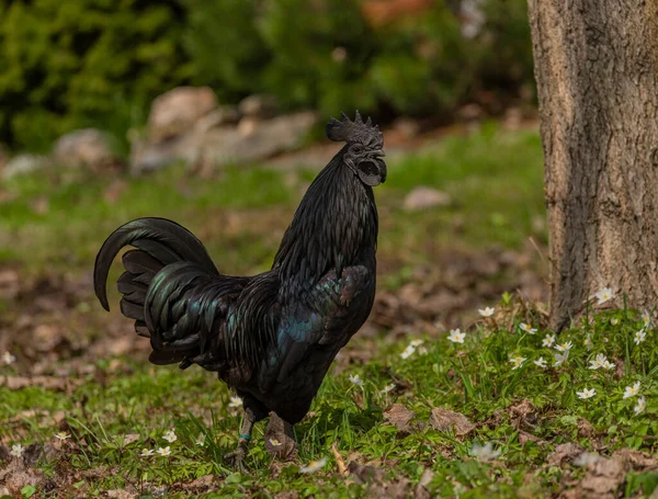 Black Cock Color Hens Spring Fresh Green Grass Flowers — Stock Photo, Image