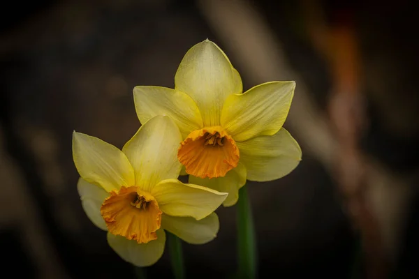 Flor Narciso Com Flor Cor Manhã Ensolarada Primavera Montanhas Krkonose — Fotografia de Stock