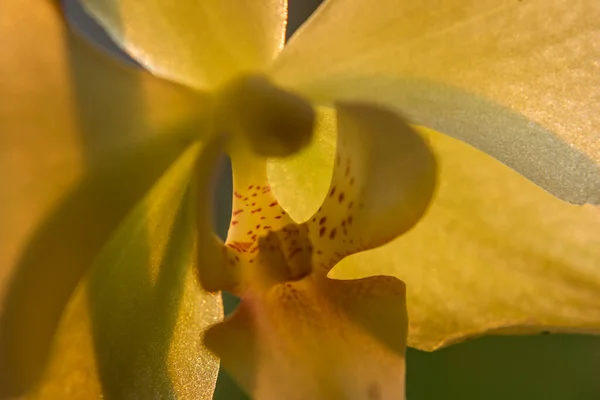 Orkidé Blomma Våren Fräsch Färg Morgon Bakom Fönstret — Stockfoto