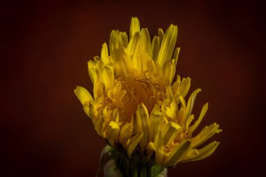 Kırmızı renkli arkaplanı olan sarı karahindiba çiçeği