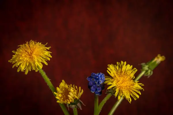 蓝蜘蛛和蒲公英花朵开 背景为红色古色古香 — 图库照片