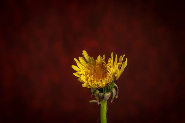 Жовта Квітка Кульбаби Червоним Вінтажним Кольоровим Фоном — стокове фото