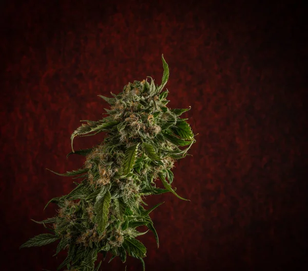 Olgunlaşmış Marihuana Rengi Yeşil Çiçek Kırmızı Arkaplanda Gelato Kurabiyeleri Çeşitliliği — Stok fotoğraf