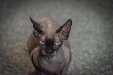 Gri, güzel, çıplak kedi karanlık odada.