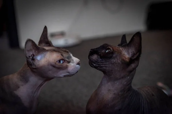 Gray Beautiful Naked Cat Indoor Dark Room — Stock Photo, Image