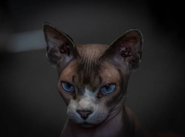 灰色美丽的赤裸猫在黑暗的房间里 — 图库照片