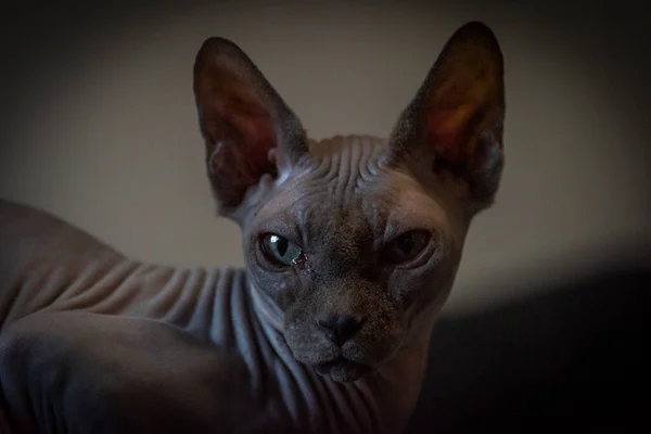 Gray Beautiful Naked Cat Indoor Dark Room — Stock Photo, Image