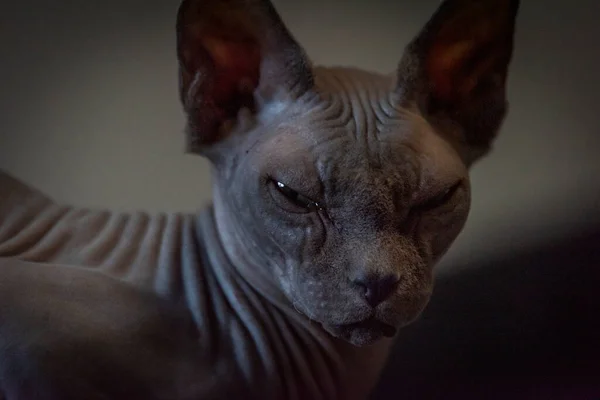 Gray Beautiful Naked Cat Indoor Dark Room — 스톡 사진