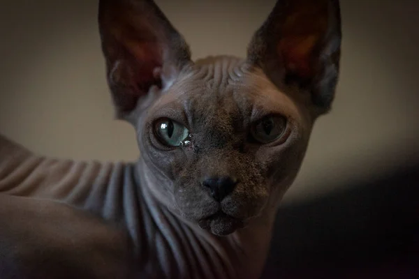 Gray Beautiful Naked Cat Indoor Dark Room — 스톡 사진