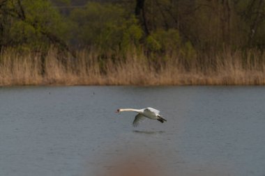 Bahar günü Ostrava şehrinin yakınlarındaki gölette uçan kuğu.