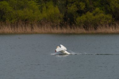 Bahar günü Ostrava şehrinin yakınlarındaki gölette uçan kuğu.
