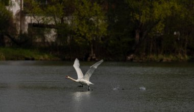 Flying swan over pond near Ostrava city in spring day