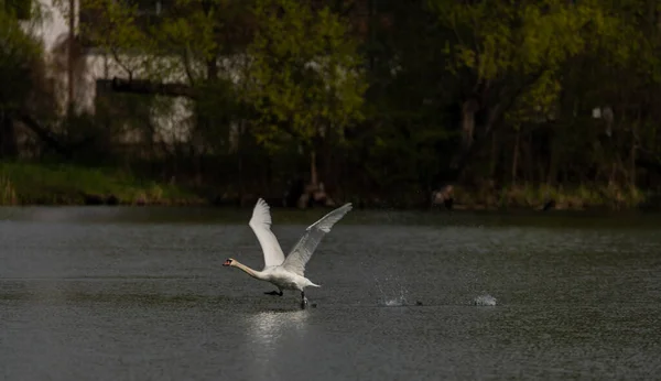 Flying Swan Pond Ostrava City Spring Day — Stock fotografie