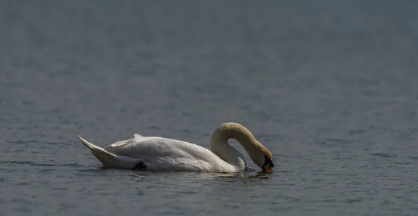 Nice Color Swan Spring Water Lake Ostrava Big City —  Fotos de Stock