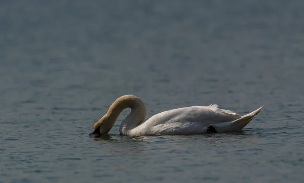 Nice Color Swan Spring Water Lake Ostrava Big City — Foto de Stock