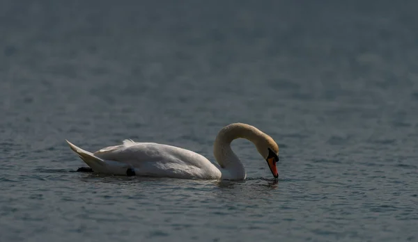 Nice Color Swan Spring Water Lake Ostrava Big City — Foto de Stock