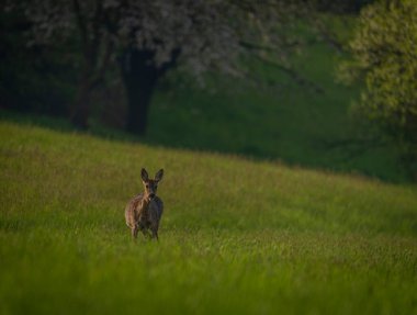Moravya 'nın Zlin bölgesinde bahar ışığı renk çayırında geyik