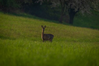 Moravya 'nın Zlin bölgesinde bahar ışığı renk çayırında geyik