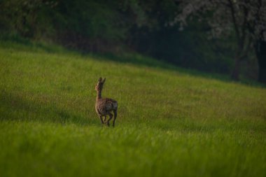 Moravya 'nın Zlin bölgesinde bahar ışığı renk çayırında geyik