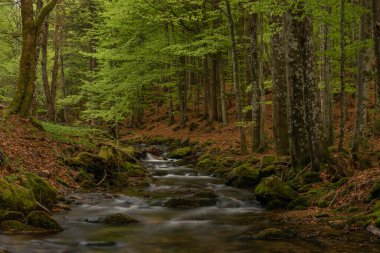 Bahar mevsiminde Pommerbach deresi Buchenau köyü yakınlarında serin ve bulutlu bir akşam.