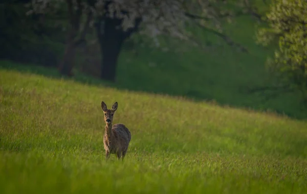 Deer Spring Light Color Meadow Zlin Area Moravia — стоковое фото