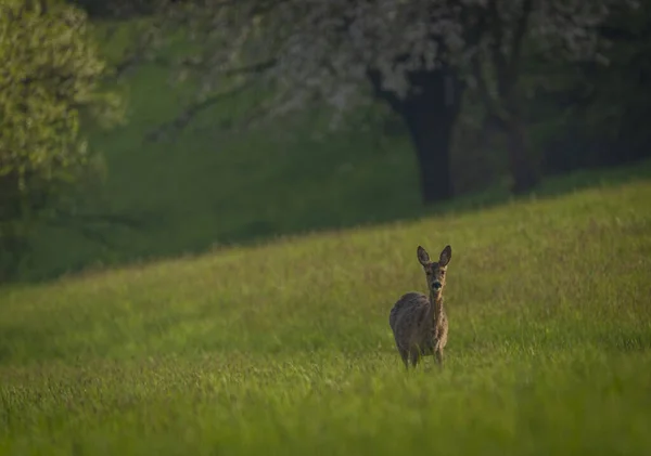 Deer Spring Light Color Meadow Zlin Area Moravia — Foto Stock