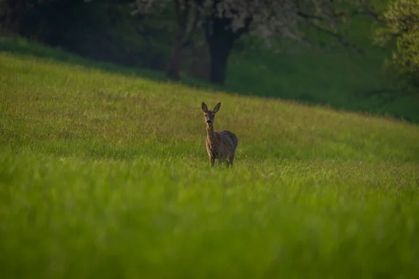 Cerf Sur Prairie Printanière Couleur Claire Dans Région Zlin Moravie — Photo