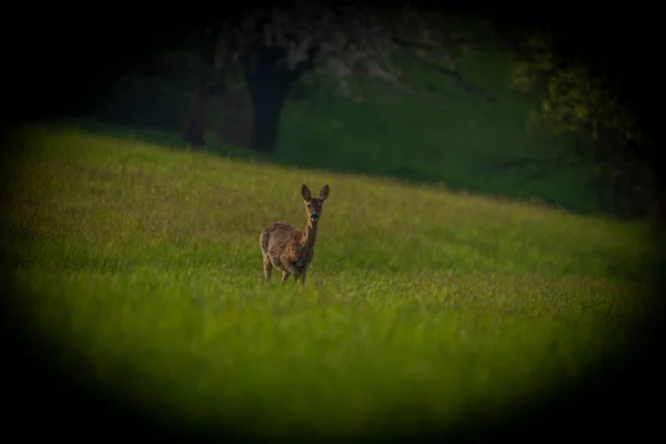 Deer Spring Light Color Meadow Zlin Area Moravia — Photo